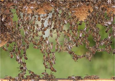 Cognitive Aspects of Comb-Building in the Honeybee?